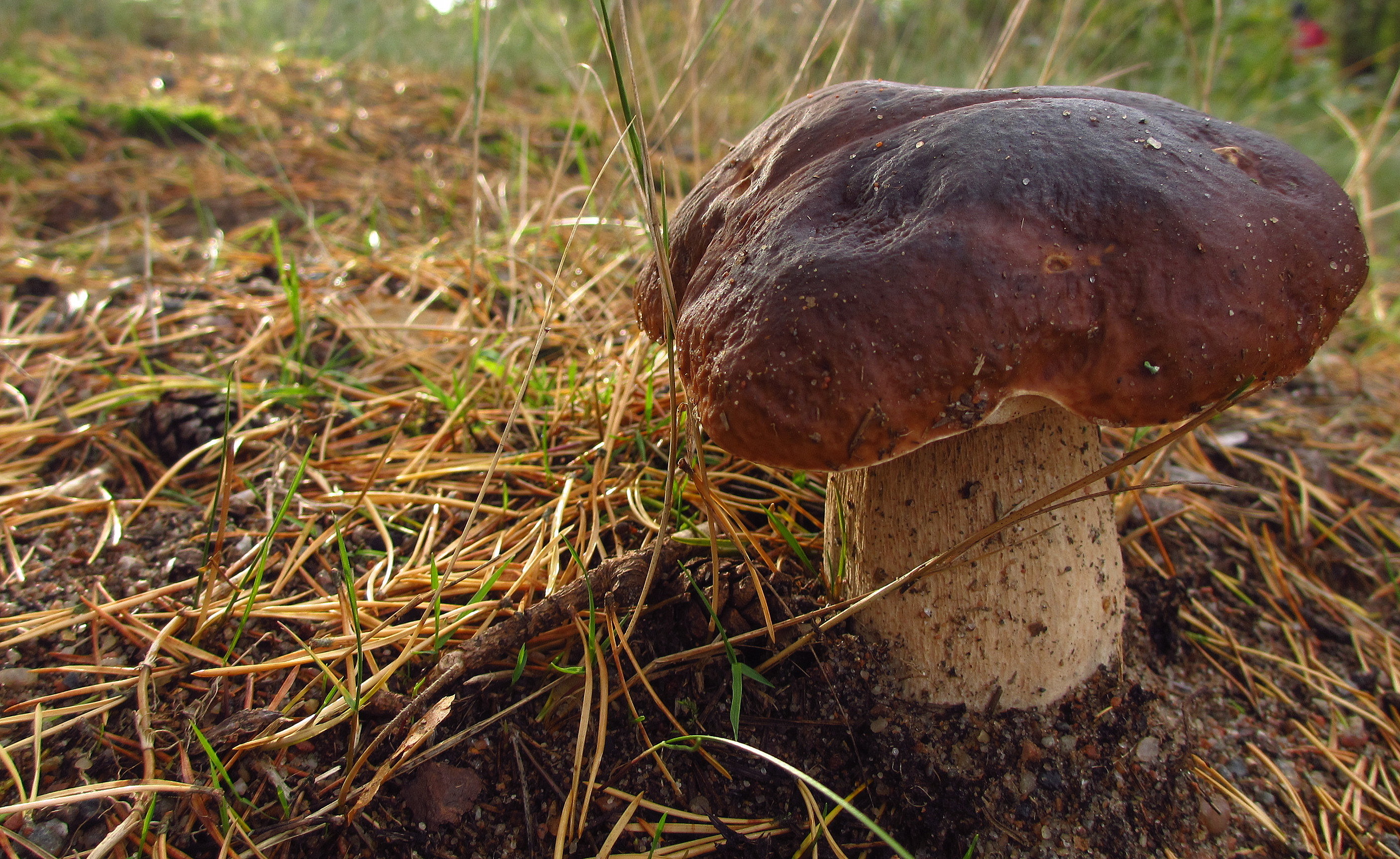 Boletus edulis Spores