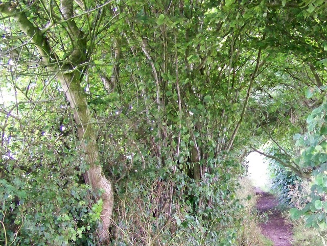 Bridleway near Horningsham - geograph.org.uk - 1388279