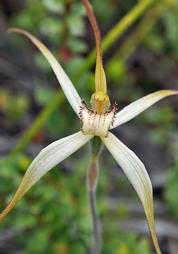 TÌNH YÊU LAN 3 - Page 73 Caladenia_fragrantissima_flower_-_cropped