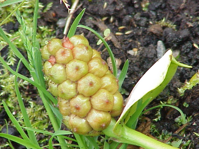 File:Calla palustris0.jpg