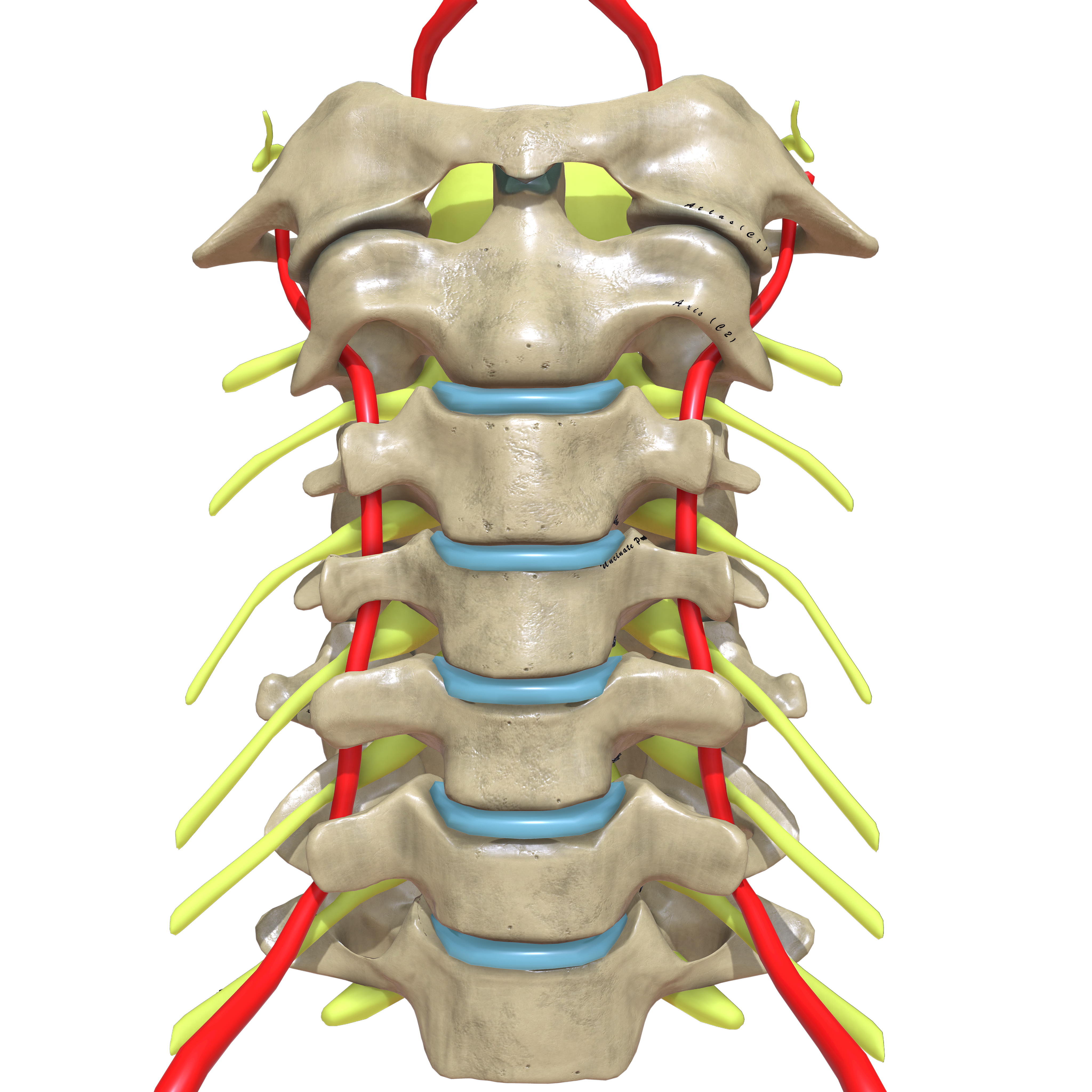 Шейный отдел позвоночника синдром. Шейные позвонки с3-с7. Шейный отдел позвоночника сзади. Анатомия позвоночной артерии в шейном отделе. Анатомия позвонков шейного отдела.