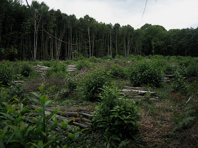 File:Coppicing in action at ground level - geograph.org.uk - 544423.jpg