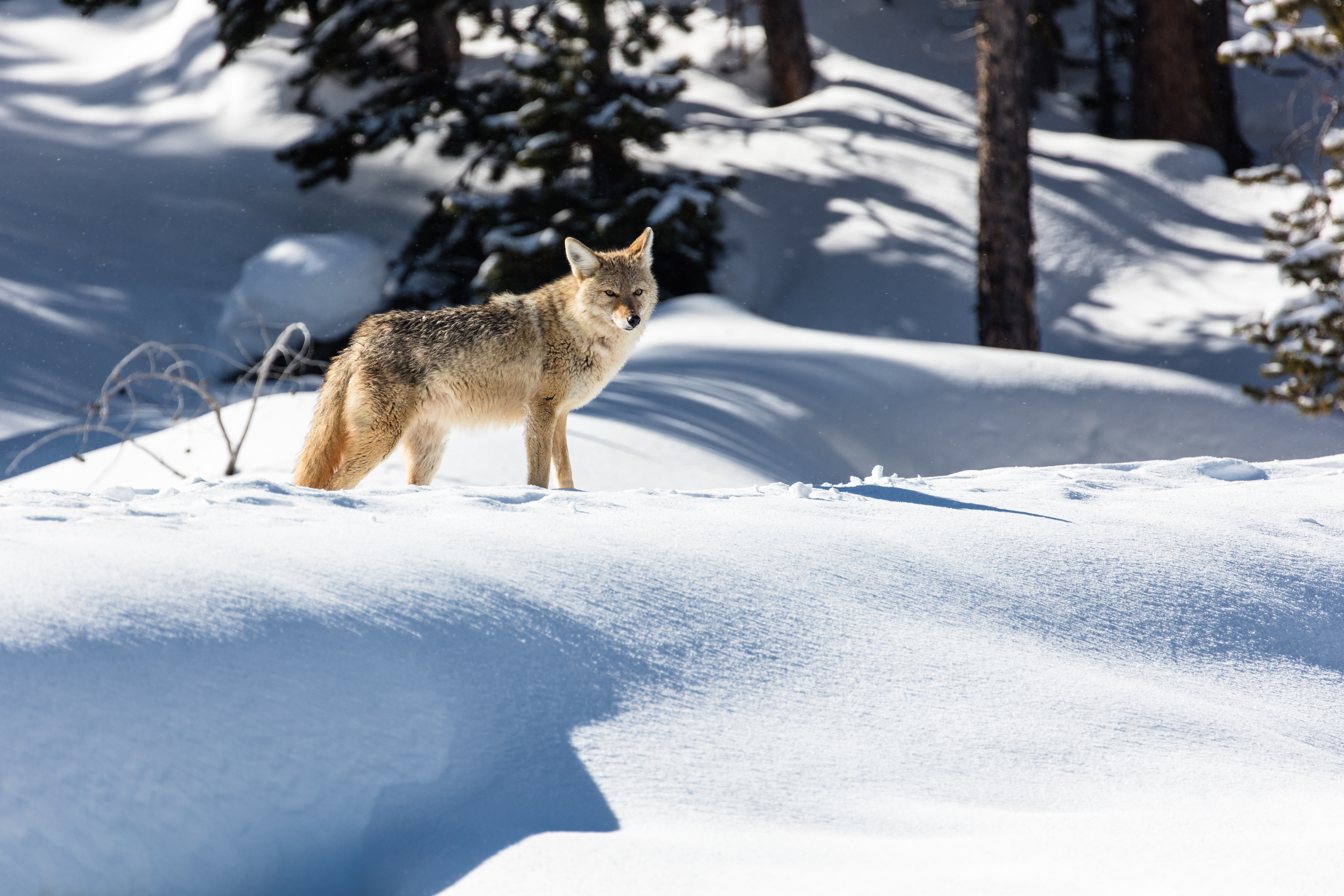 Волк мороз. Зимние животные. Животные в лесу зимой. Волк в зимнем лесу. Звери зимой в лесу.