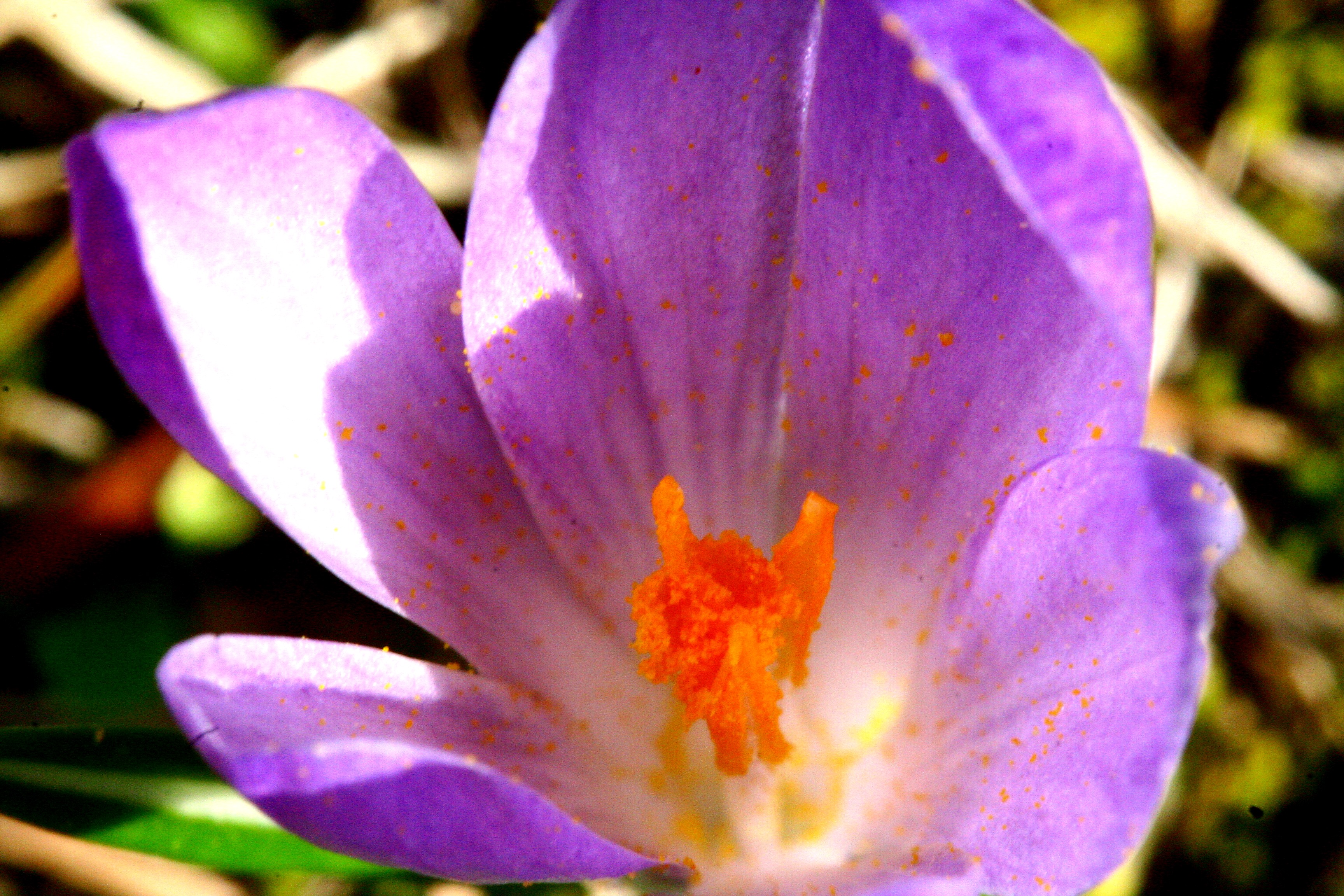 8 декабря крокус. Crocus vernus. Крокус аватар. Колокольчик Томазини. Крокус шаблон.