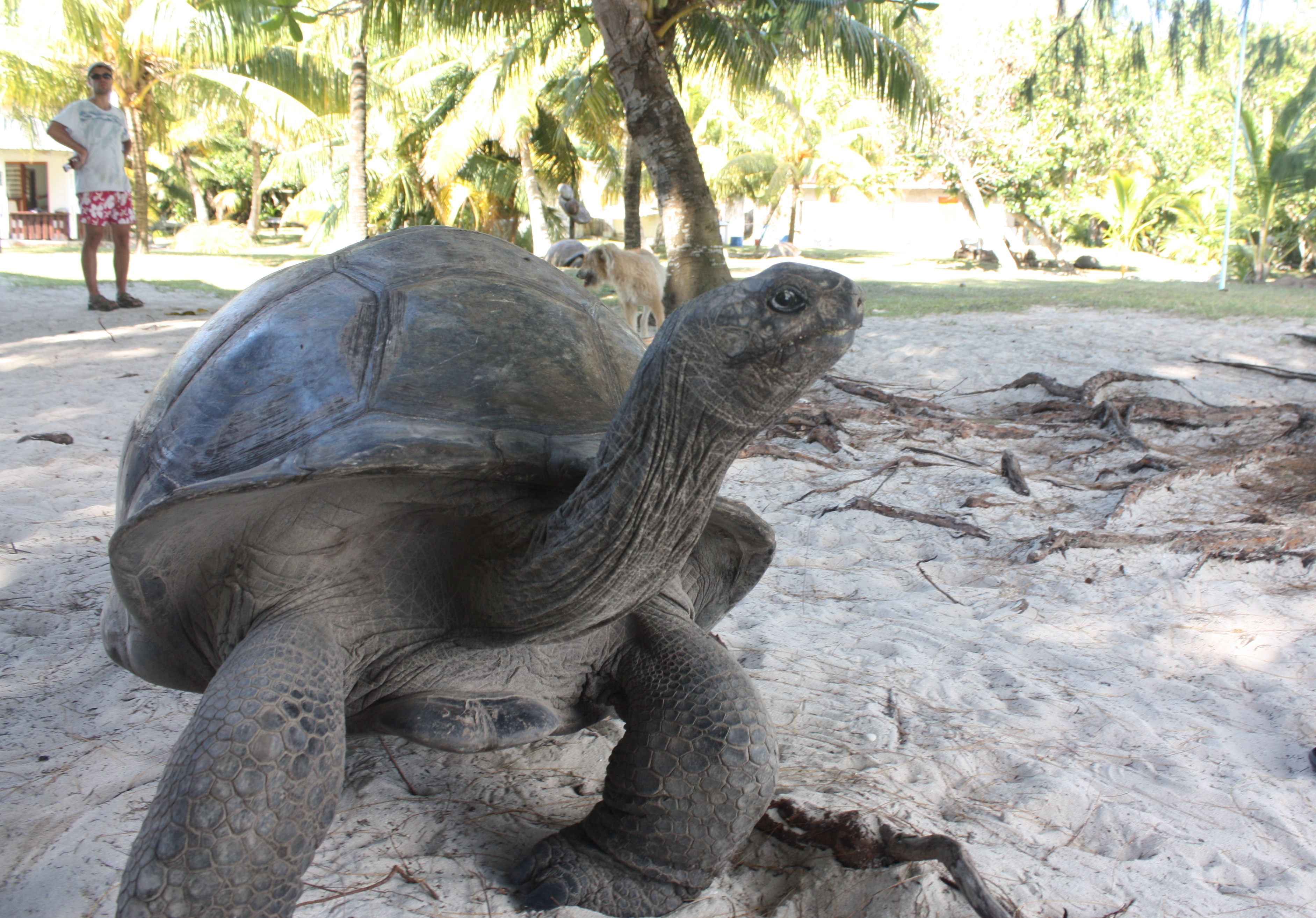 The Rare Giant Tortoises of Curieuse Island