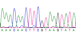 File:DNA sequence.png