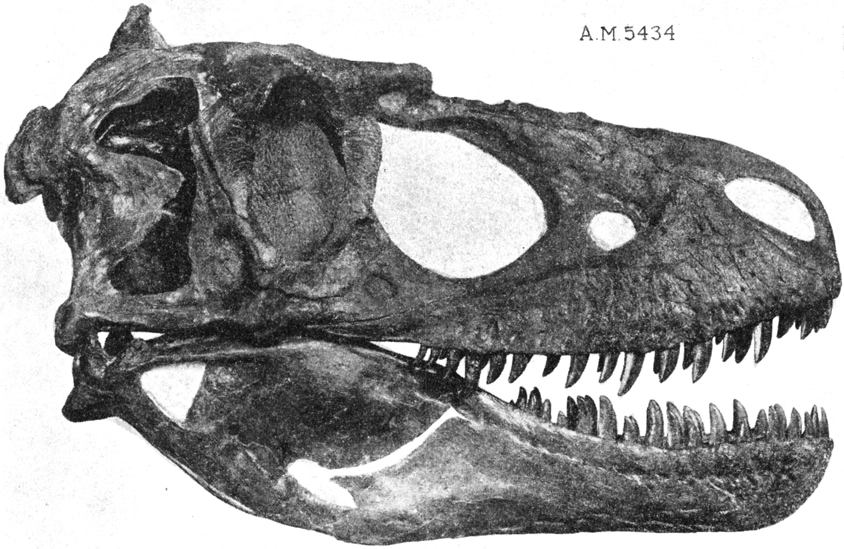 https://upload.wikimedia.org/wikipedia/commons/c/cf/Daspletosaurus_torosus_skull_FMNH.jpg