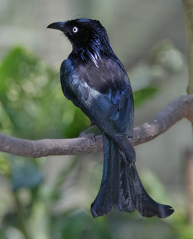 Hair-crested drongo - Wikipedia