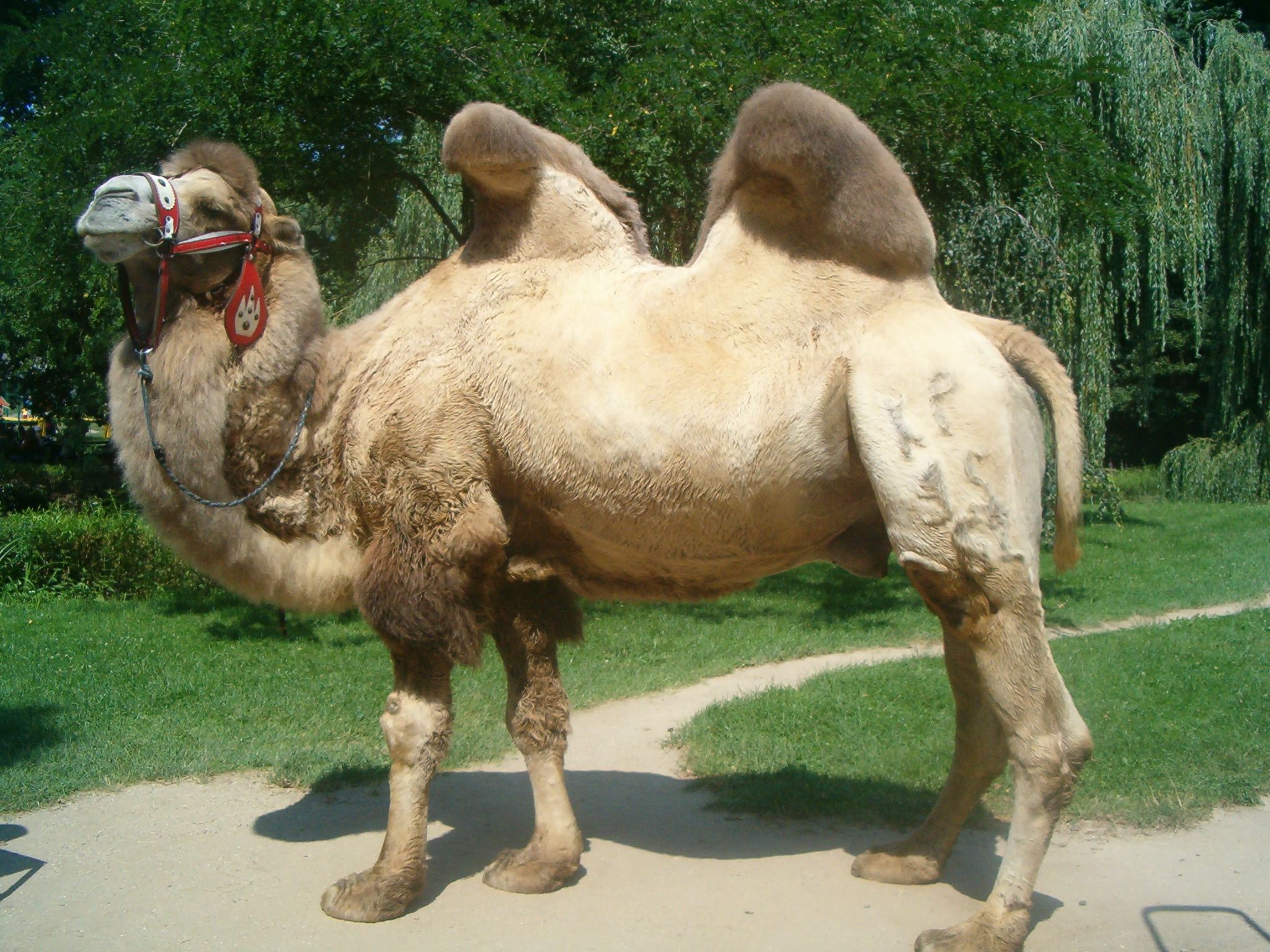 Двугорбый верблюд — Википедия