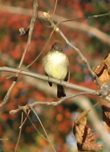 File:Eastern Phoebe.jpg