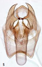 <i>Ectoedemia hispanica</i> Species of moth