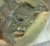 Hatching turtle with its egg tooth Egg-tooth2.jpg