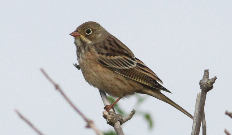 File:Emberiza hortulana (Emberizidae) (Ortolan Bunting), Vlieland, the Netherlands.jpg