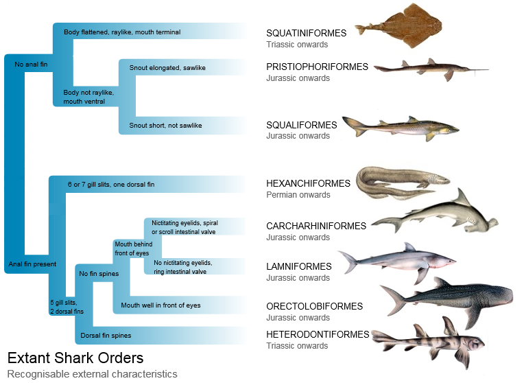 File:Extant Shark Orders (illustrated).png