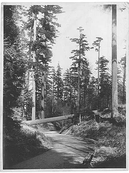 File:Fallen tree over road with bench in foreground in Woodland Park, Seattle, probably between 1901 and 1910 (WARNER 119).jpg