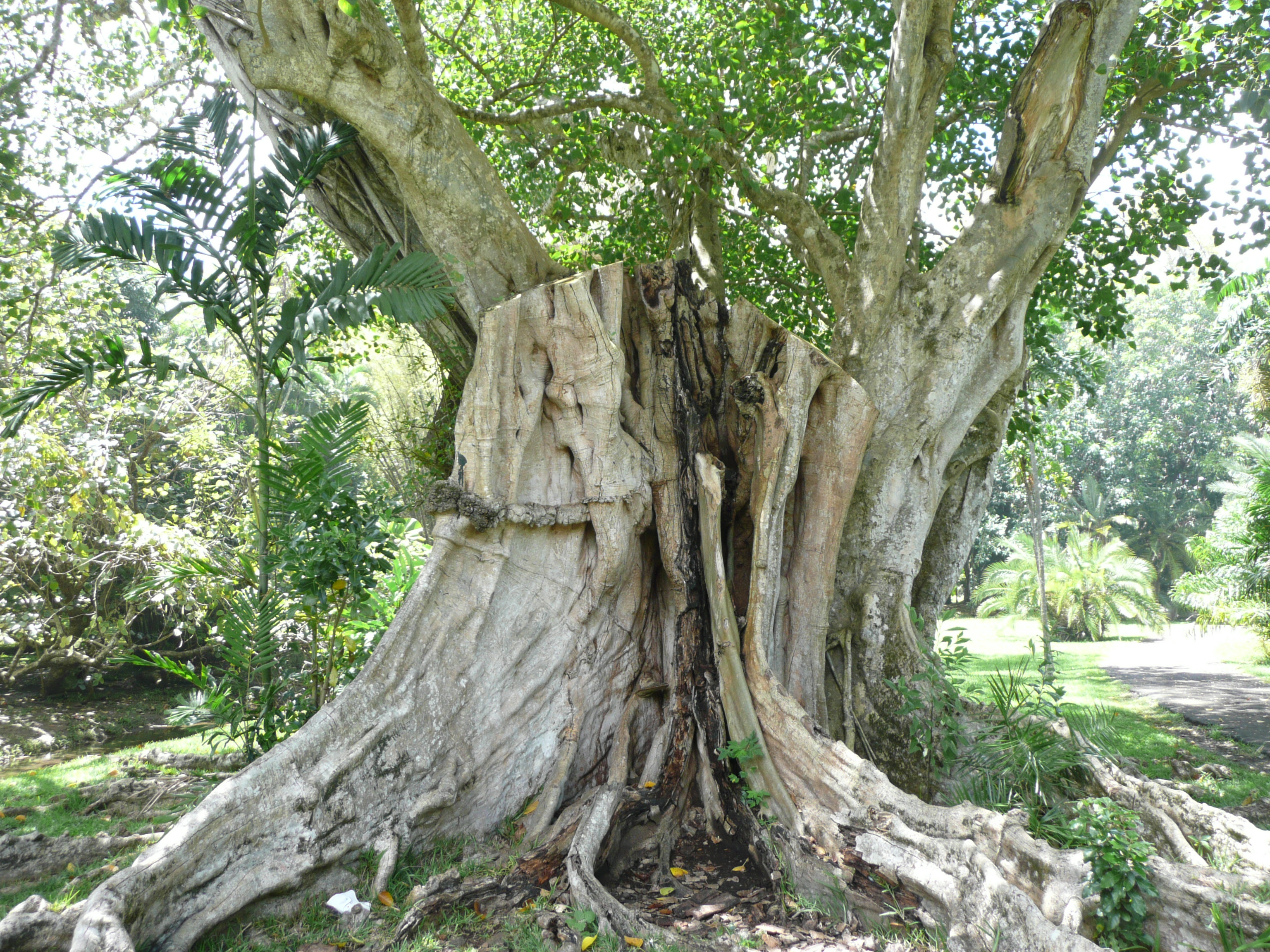 File Ficus religiosa 01 by Line1 JPG Wikipedia