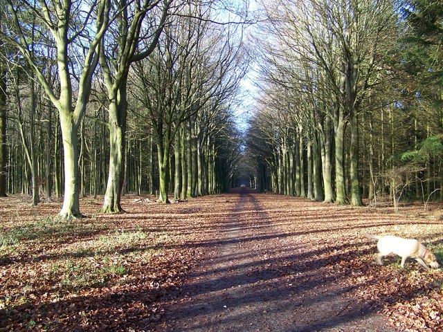 First Broad Drive, Grovely Woods - geograph.org.uk - 650724