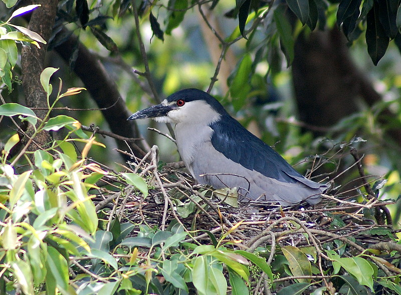 File:Flickr - Dario Sanches - SAVACU ( Nycticorax nycticorax) (5).jpg