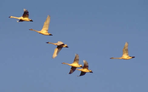 File:Flock-of-tundra-swans.jpg