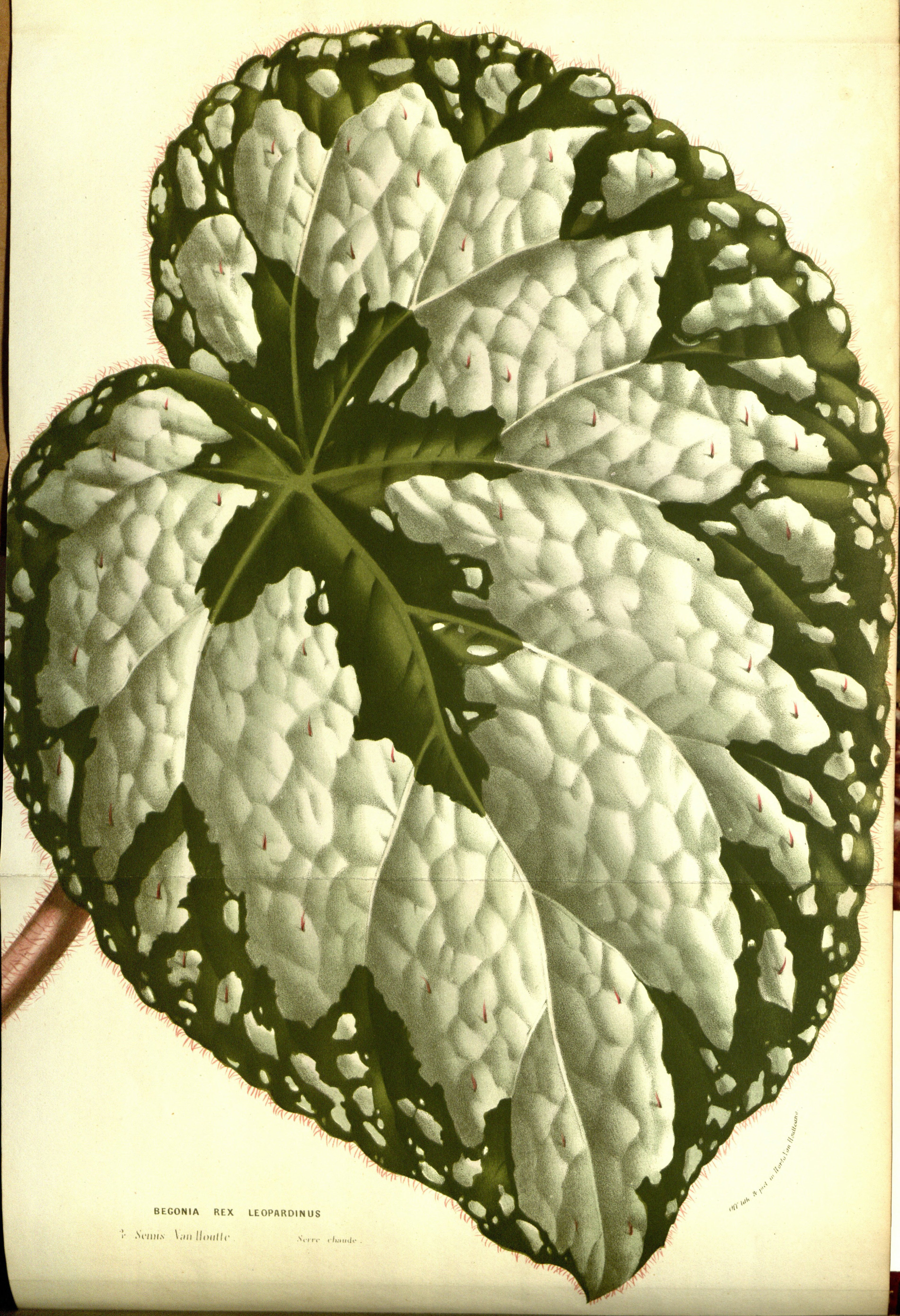 Begonia rex - Wikipedia, la enciclopedia libre
