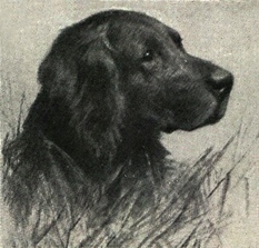 File:German Longhaired Pointer Portrait.jpg