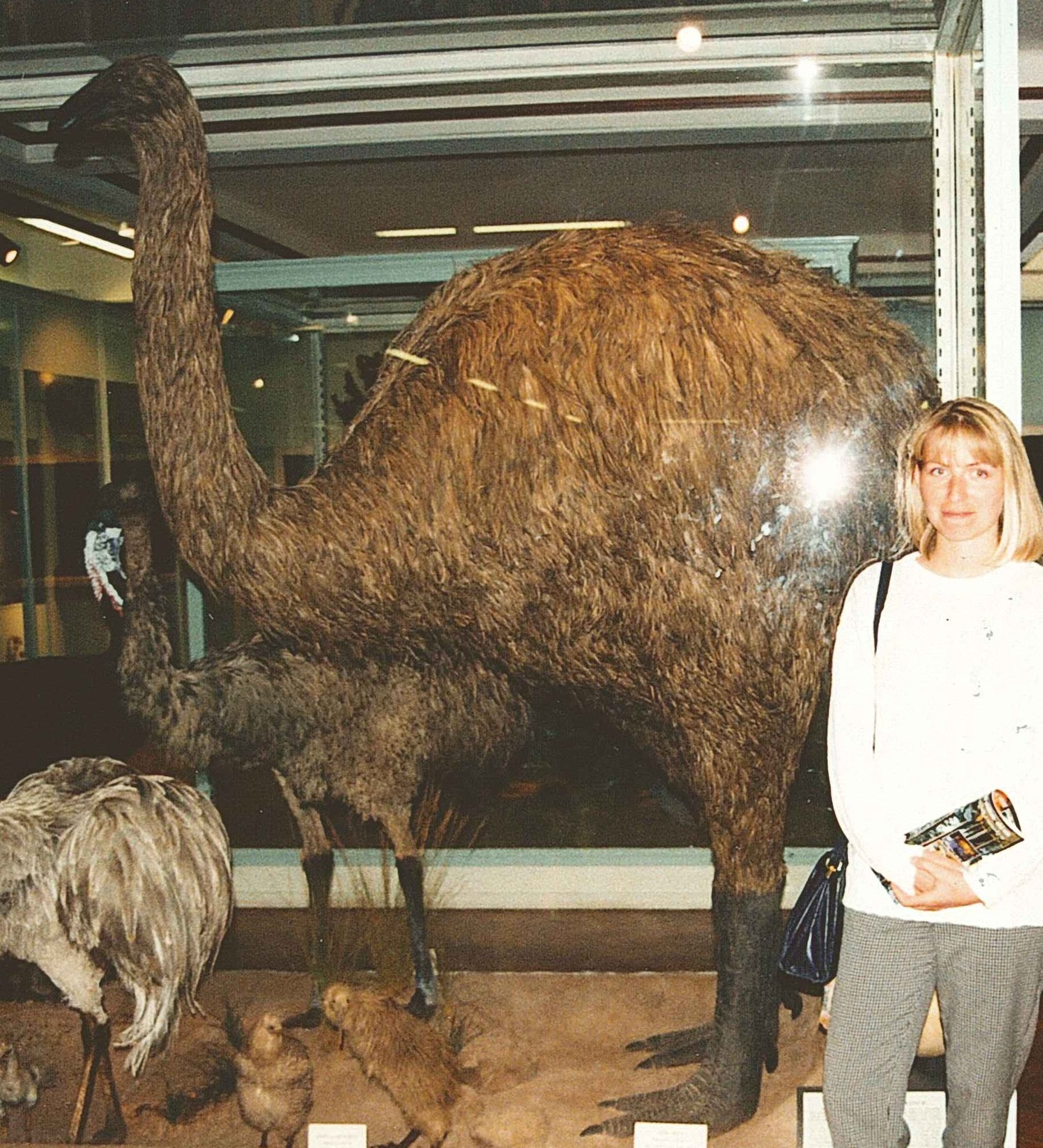 Giant_ostrich.jpg