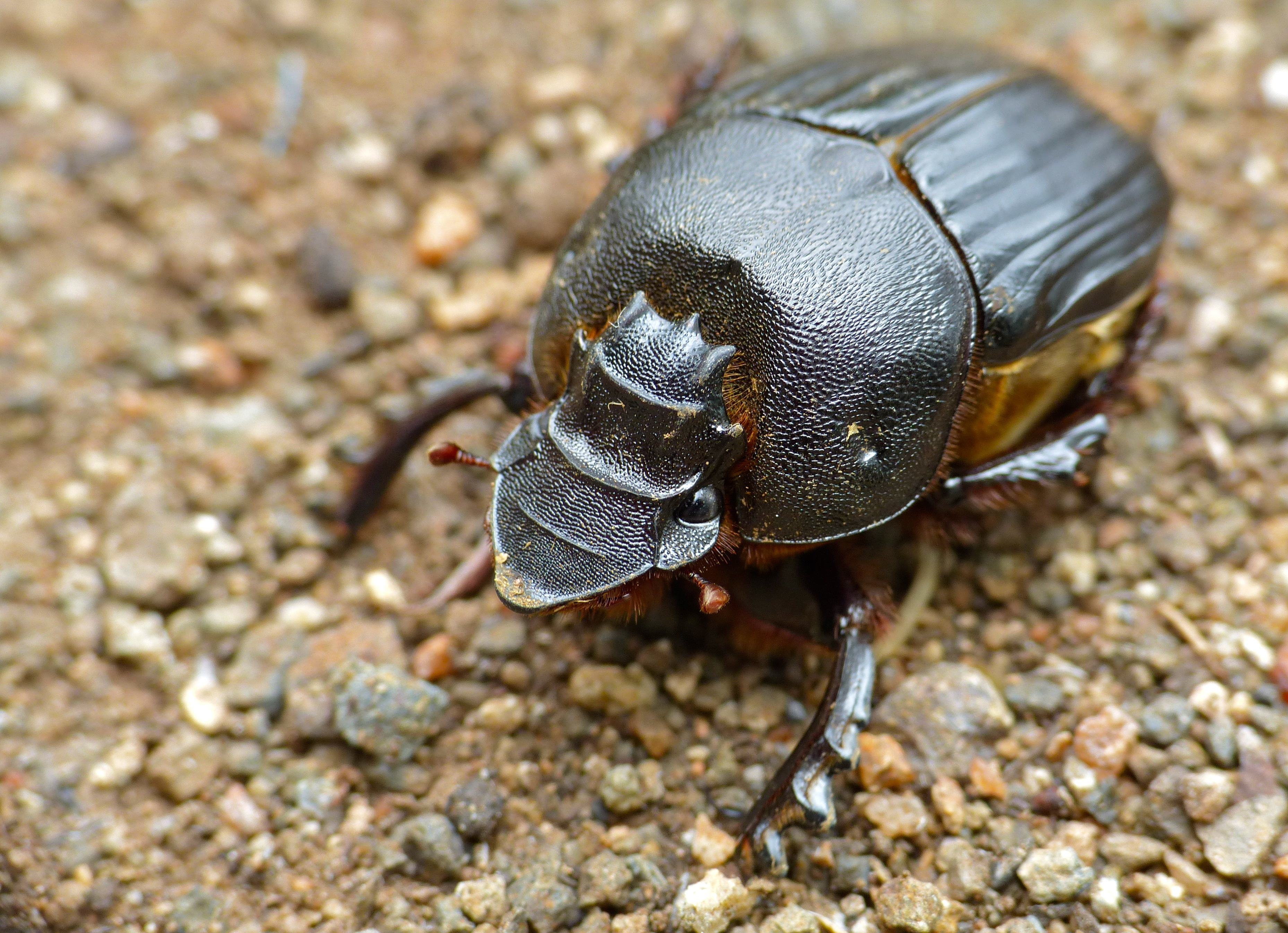 Grooved Dung Beetle (Heteronitis tridens) male (11619888315).jpg