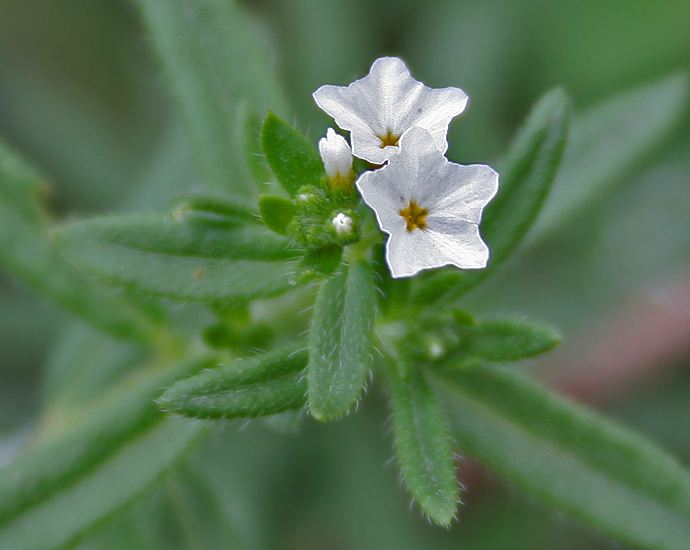 File:Heliotropium strigosum in Keesaraguda, AP W2 IMG 9143.jpg