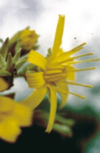 File:Hieracium lucidum02.jpg