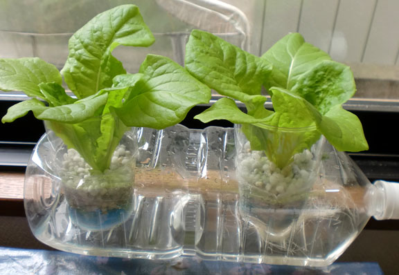 ファイル Hydroponics01 Jpg Wikipedia