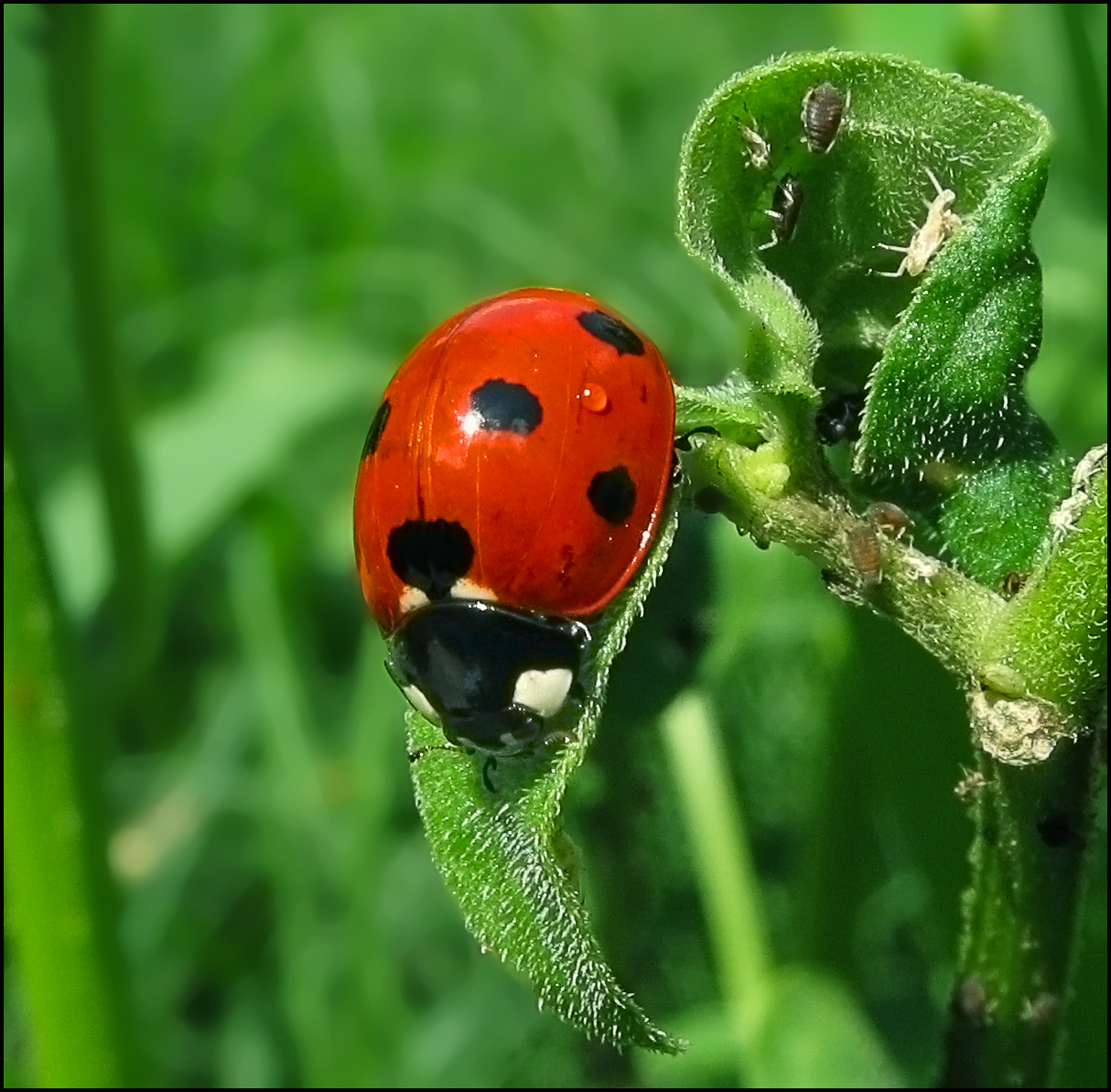Особенности питания тлей на растениях. Растение тля Божья коровка. Tikki Ladybug. Ladybug eat. The Ladybirds.