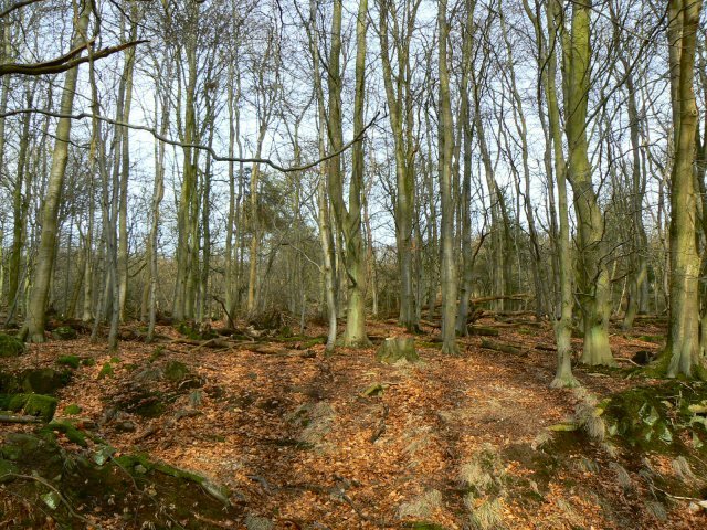 File:Leafless trees - geograph.org.uk - 1691922.jpg