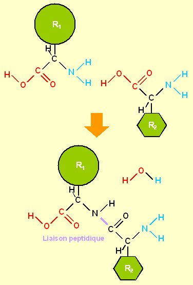 File:Liaison peptidique détail.PNG