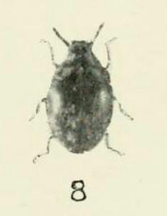 Limnichus decorus