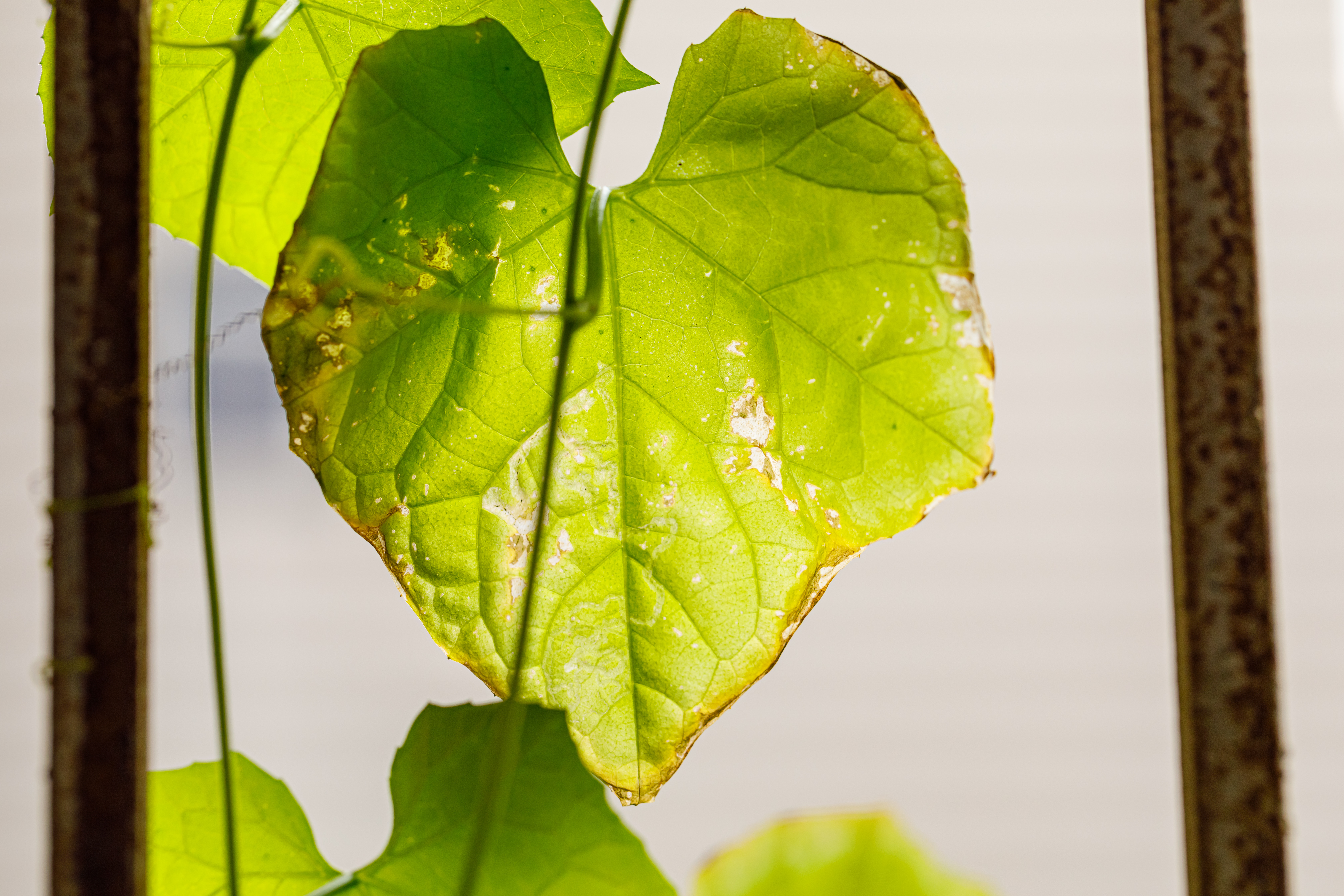 10 leaves. Luffa aegyptiaca. Luffa aegyptiaca and White Goose.