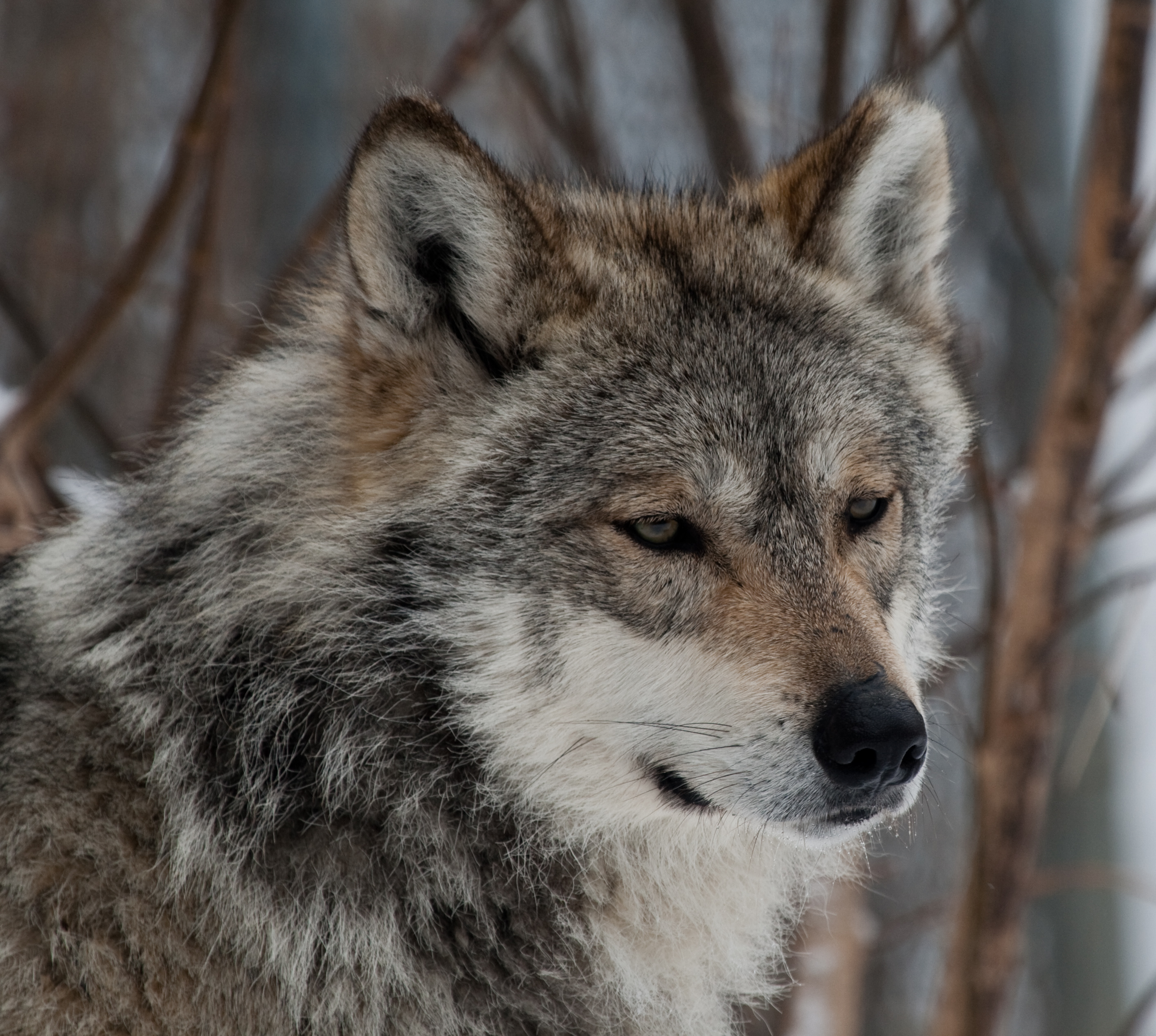 Introducir 59+ imagen lobos en peligro de extincion wikipedia
