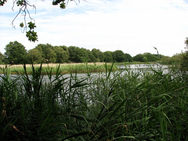 File:Mown Fen - geograph.org.uk - 523375.jpg