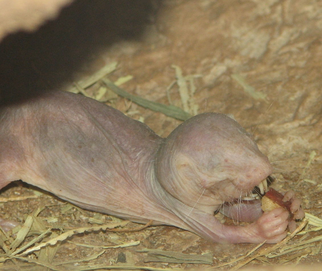 File:Naked Mole Rat  - Wikimedia Commons