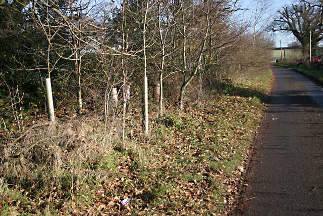 File:Newish planting - geograph.org.uk - 1058491.jpg