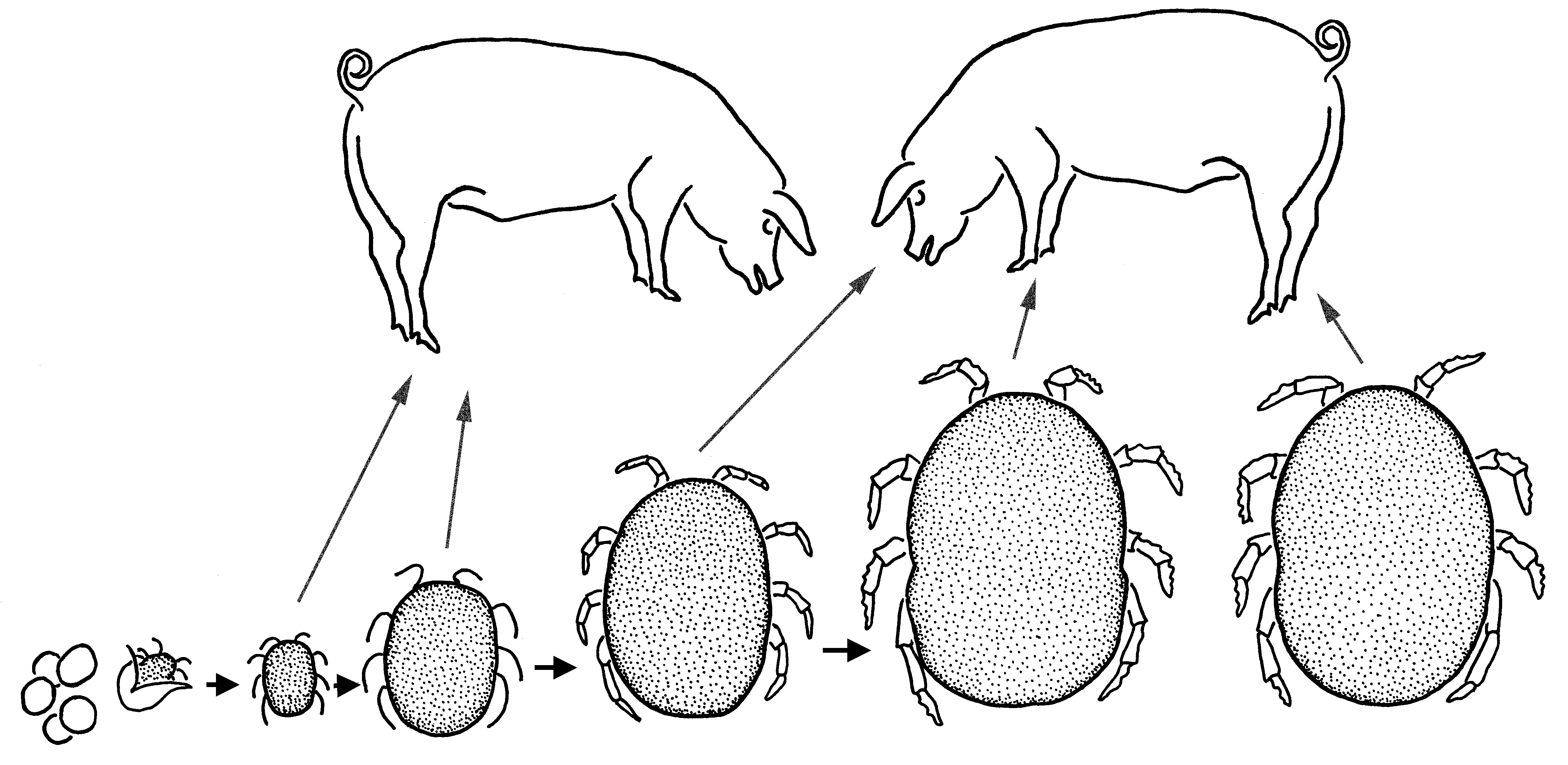 Схема развития ornithodorus papillipes