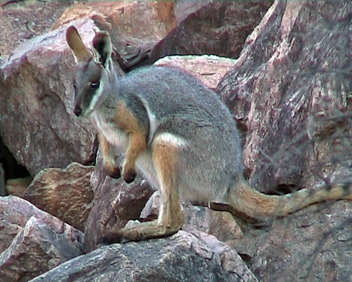 Natural History: Kangaroos and Wallabies