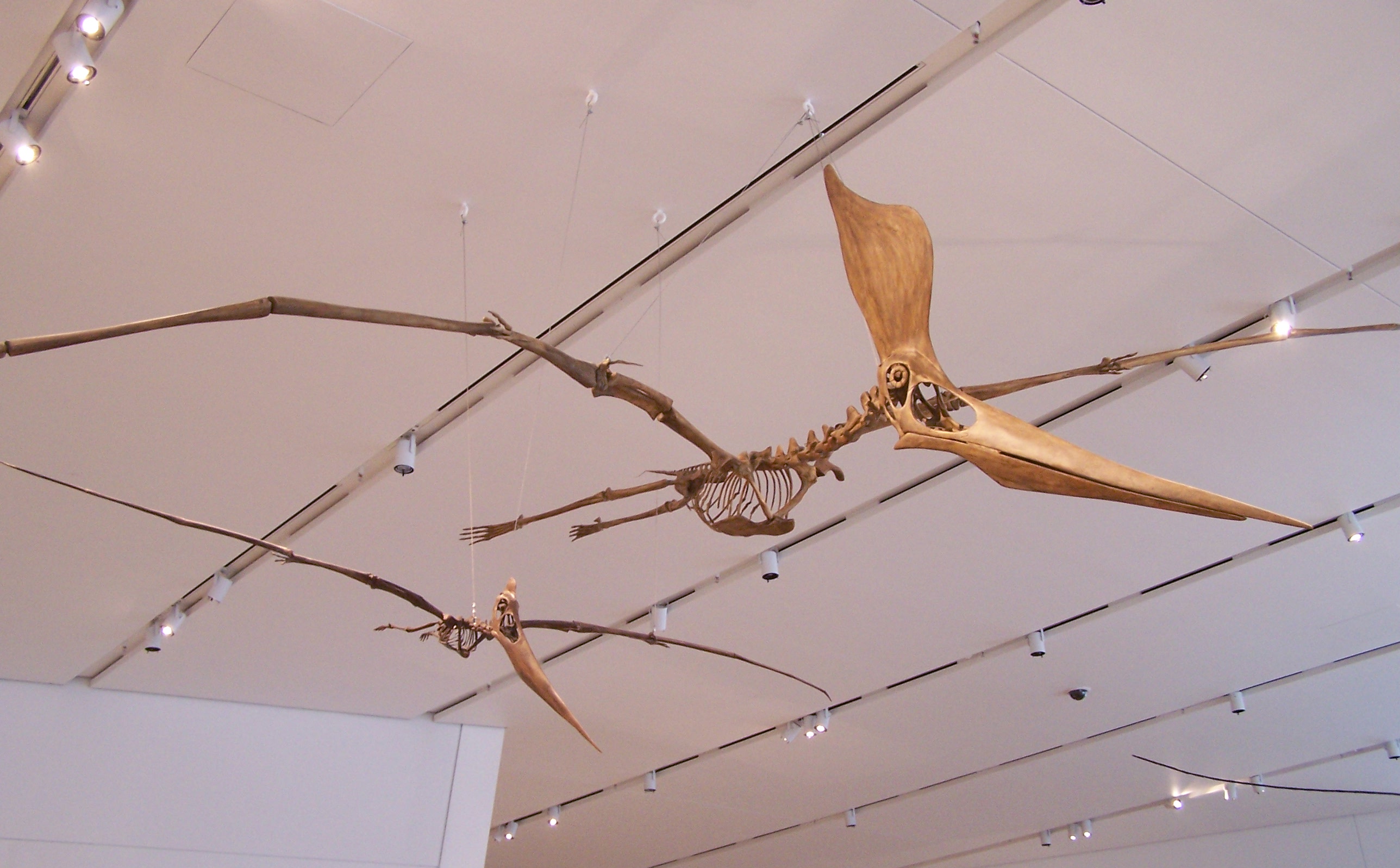 Pterosaur Wikipedia