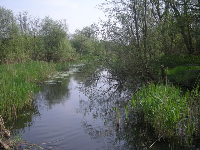 Reed beds and lily pads - geograph.org.uk - 797880