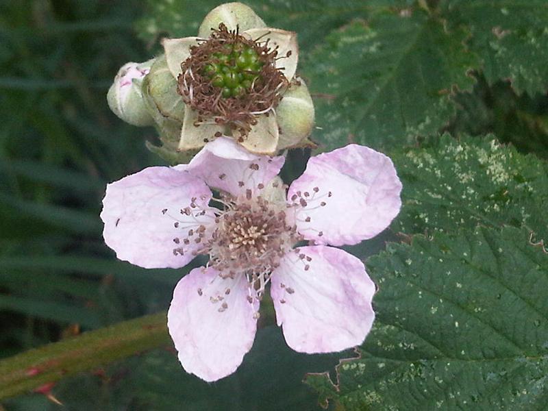 File:Rubus fruticosus wetland 1.jpg