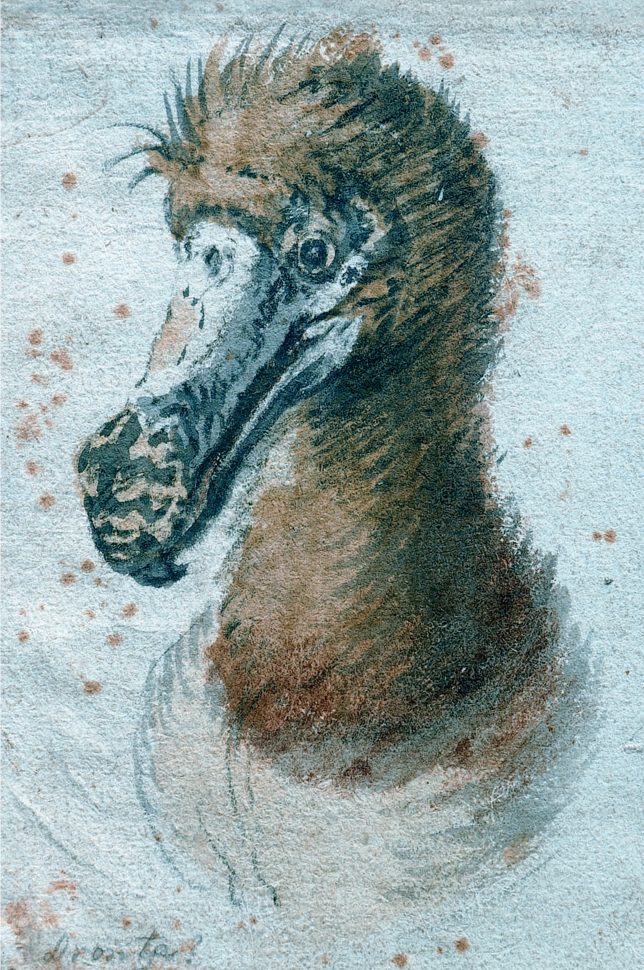 Painting of a dodo head by Cornelis Saftleven (1607-1681) from 1638