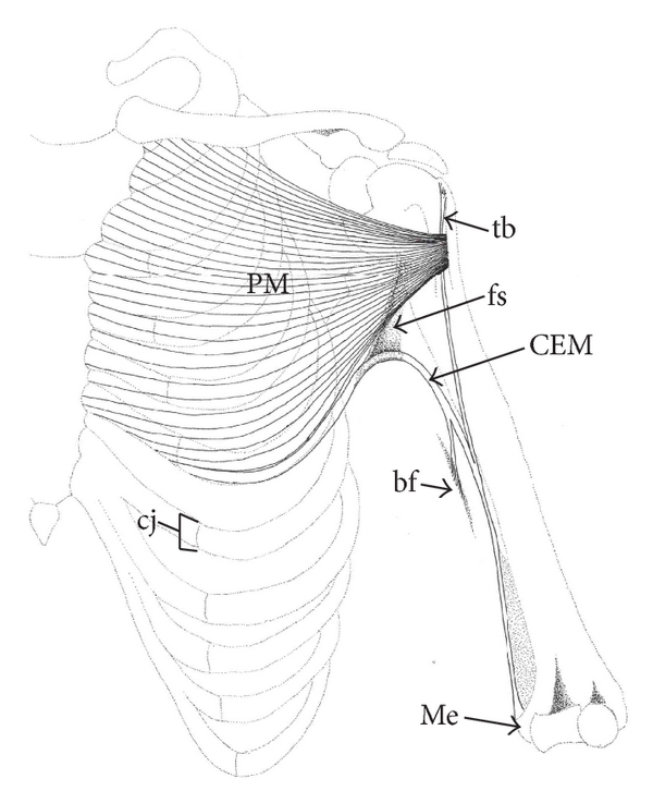 upper limb diagram