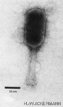 <i>Schizotequatrovirus</i> Genus of viruses