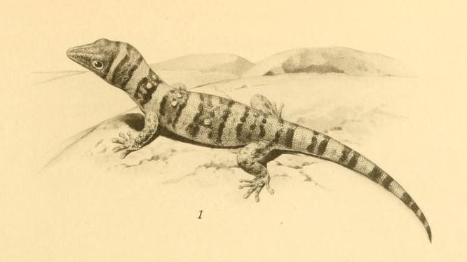 File:Sphaerodactylus decoratus 01-Barbour 1921.jpg