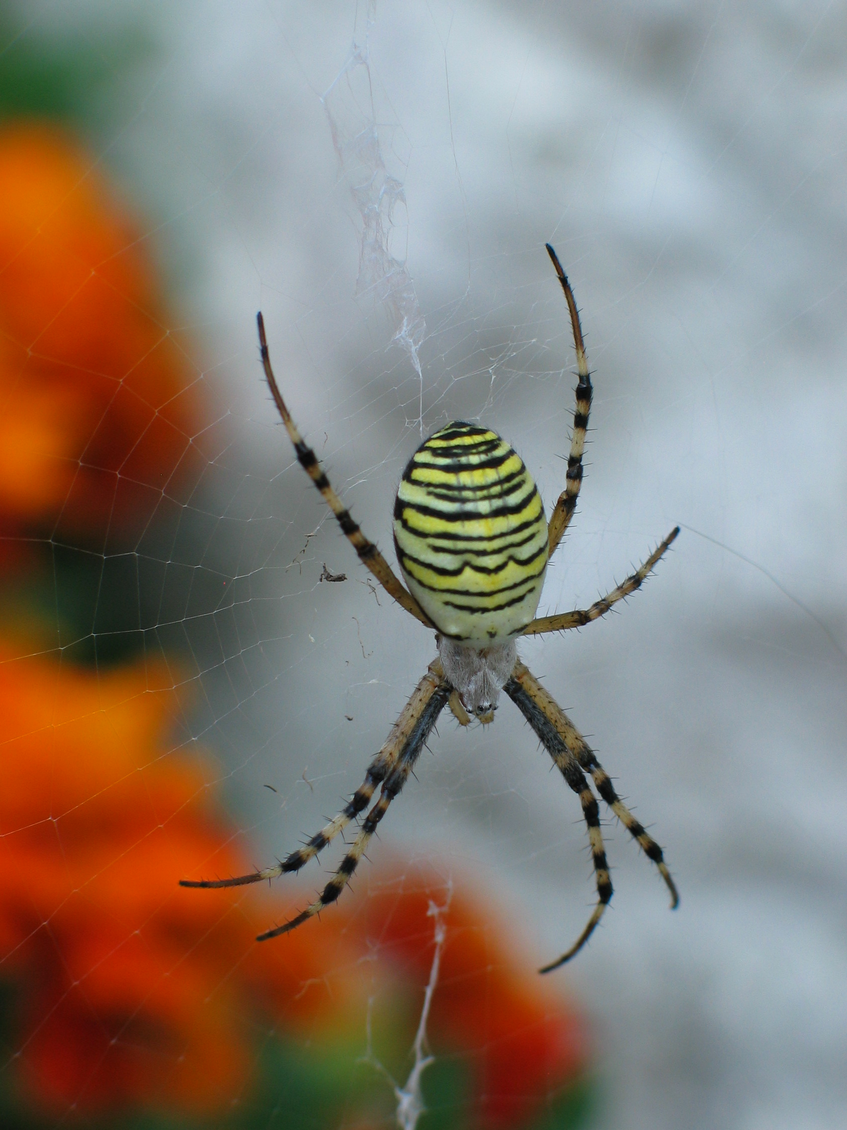 L'argiope Argiope Anasuja Est Perchée Sur Sa Toile Cette Araignée Est  Souvent Trouvée Dans Les Arbres Image stock - Image du trouvé, araignée:  250053265