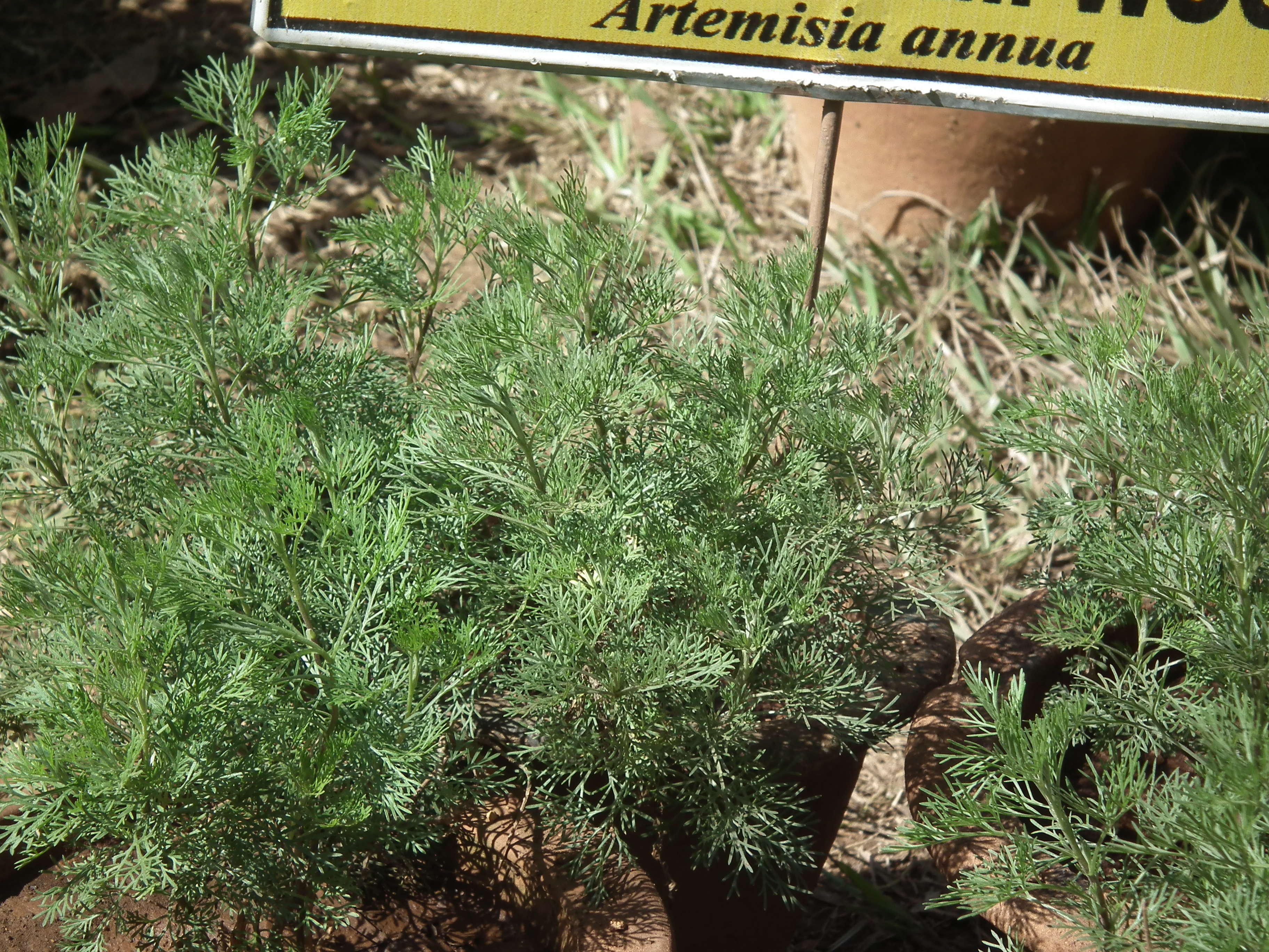 File:Sweet worm wood (Artemisia annua) from lalbagh 2280.JPG ...